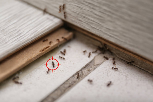 Best Flea Control Services  in New Ulm, MN