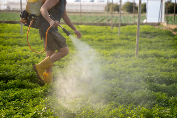 Best Ant Control Services  in New Ulm, MN